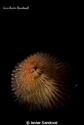 chrismas tree worm, my snoot is getting better, but stil ... by Javier Sandoval 
